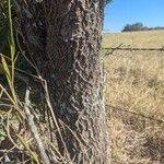 Quercus fusiformis Corteza