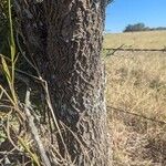 Quercus fusiformis Bark