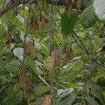 Aristolochia griffithii ᱛᱟᱦᱮᱸ