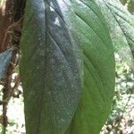 Monstera glaucescens Leaf