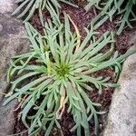 Plantago coronopus Natur