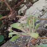 Aeonium goochiae 花