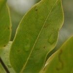 Cratoxylum cochinchinense Leaf
