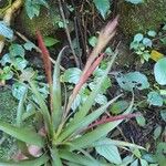 Tillandsia variabilis 葉