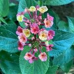 Lantana camaraLeht