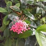 Ixora javanica Hábito