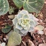 Echeveria derenbergii Foglia