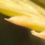 Brachypodium phoenicoides ফুল