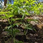 Cyclanthera pedata Leaf