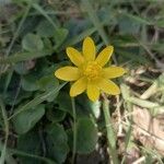 Ranunculus bullatus Floro