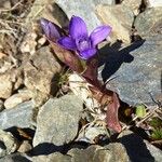 Gentianella campestris Хабит