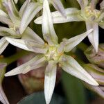 Allium anceps Floare