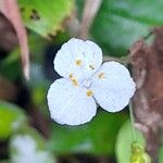 Gibasis geniculata Λουλούδι