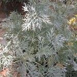 Artemisia arborescensपत्ता