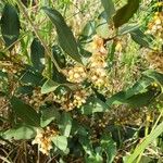 Euclea divinorum Flower