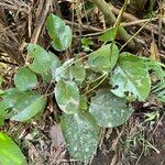 Hyperbaena domingensis Hoja