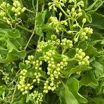 Cissus trifoliata Flor