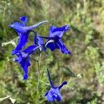 Delphinium grandiflorumBlomma