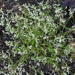 Euphorbia hypericifolia Blomst