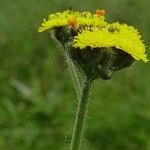 Pilosella echioides Flower