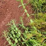 Meiosperma bracteatum Φύλλο