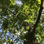 Quercus rubra Хабит