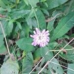 Knautia basaltica Flor