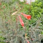 Epilobium canumBlomma