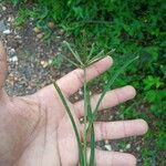 Eleusine indica Flor
