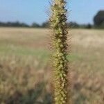 Setaria pumila 花