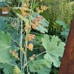 Macleaya cordata Folha