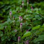 Deeringia spicata Flower