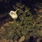 Datura inoxia Flower