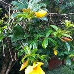 Allamanda schottii Elinympäristö