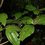 Miconia gracilis Otro