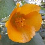 Abutilon grandifolium Kwiat