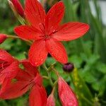 Hesperantha coccinea Flor