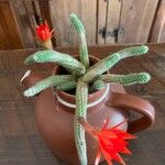 Chamaecereus silvestrii Φύλλο