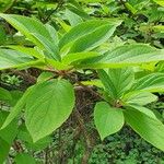 Hydrangea paniculata Deilen