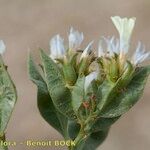 Limonium lobatum Fruit