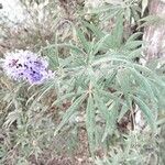 Vitex agnus-castusÕis