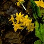 Curculigo orchioides Flor