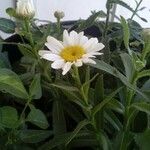 Leucanthemum maximum 其他