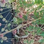 Sanguisorba minor عادت داشتن