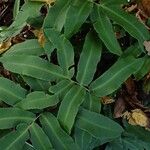 Dryopteris sieboldii Leaf