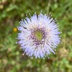 Jasione montana Flower