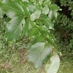 Ulmus carpinifolia Feuille