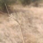Taeniatherum caput-medusae Likasa