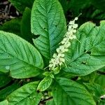 Clethra acuminata Virág