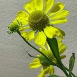 Helenium autumnale Diğer